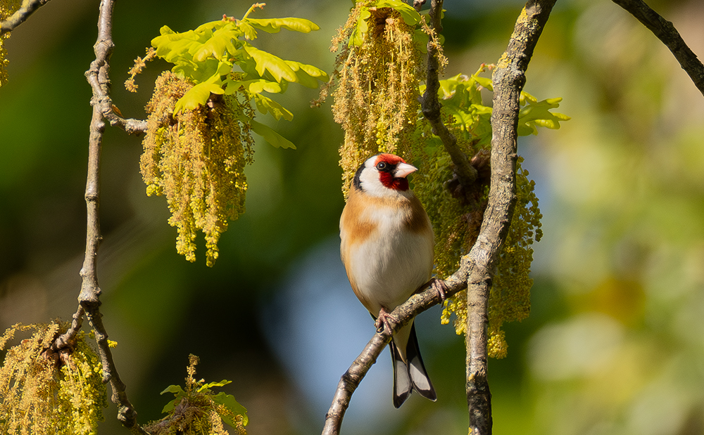 Carduelis.jpg