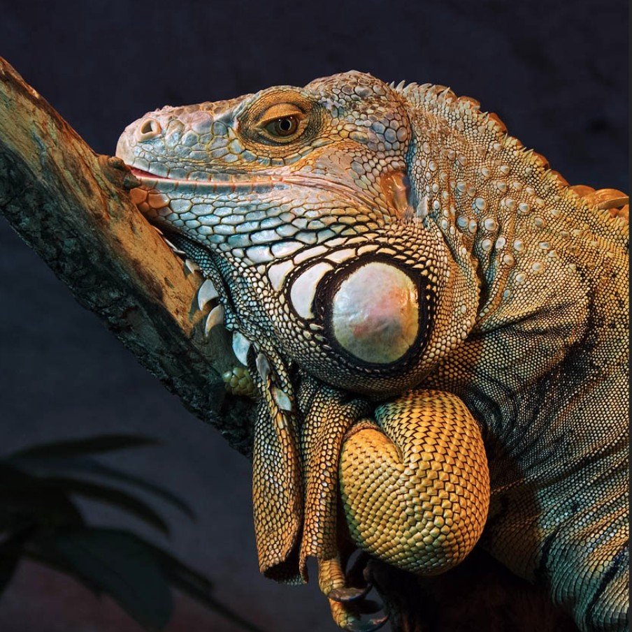 chameleon.jpg