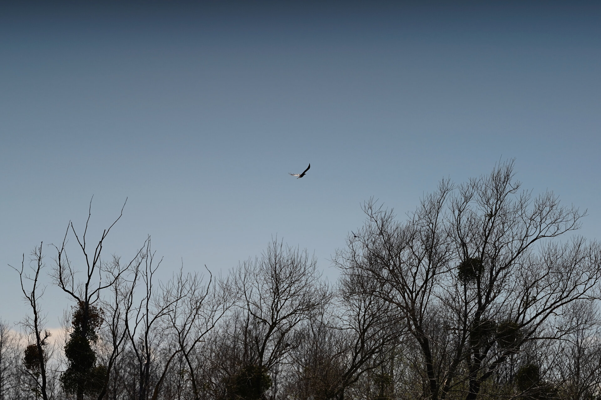 CrowsFlight_2.jpg