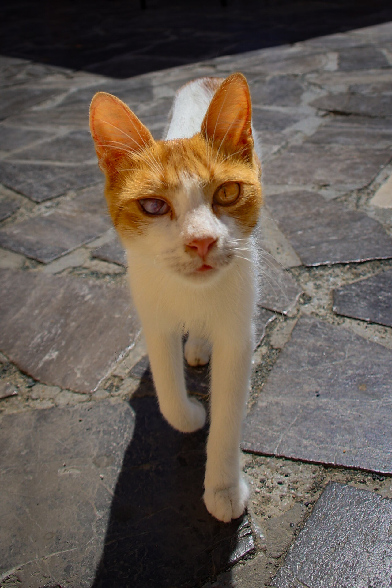 CYPH6480.jpg