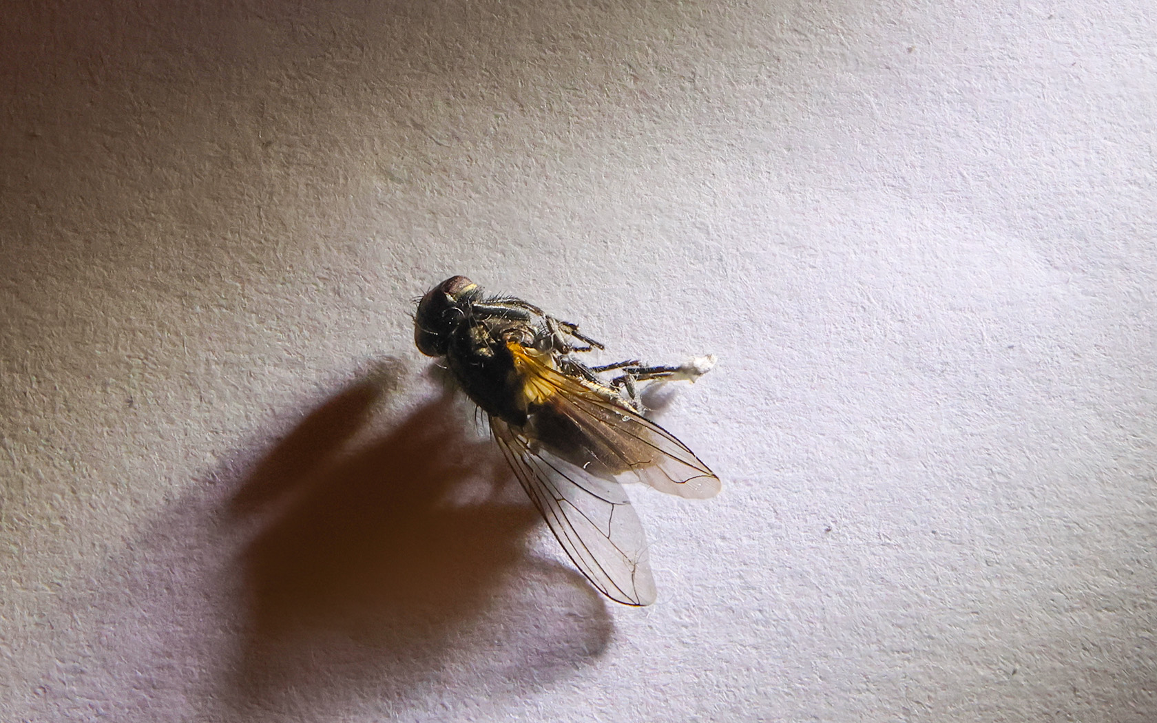 DC_6P1A9660.jpg