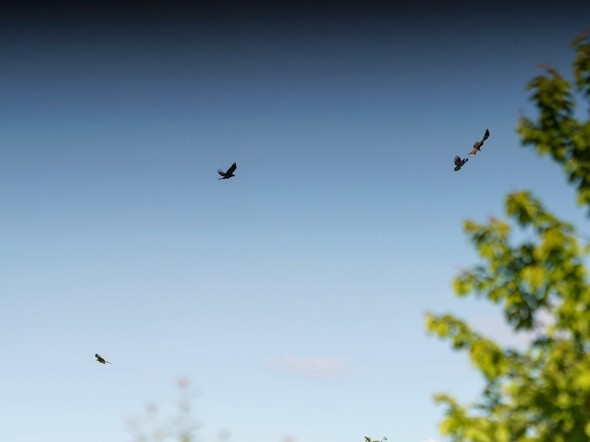 DogFight06.jpg