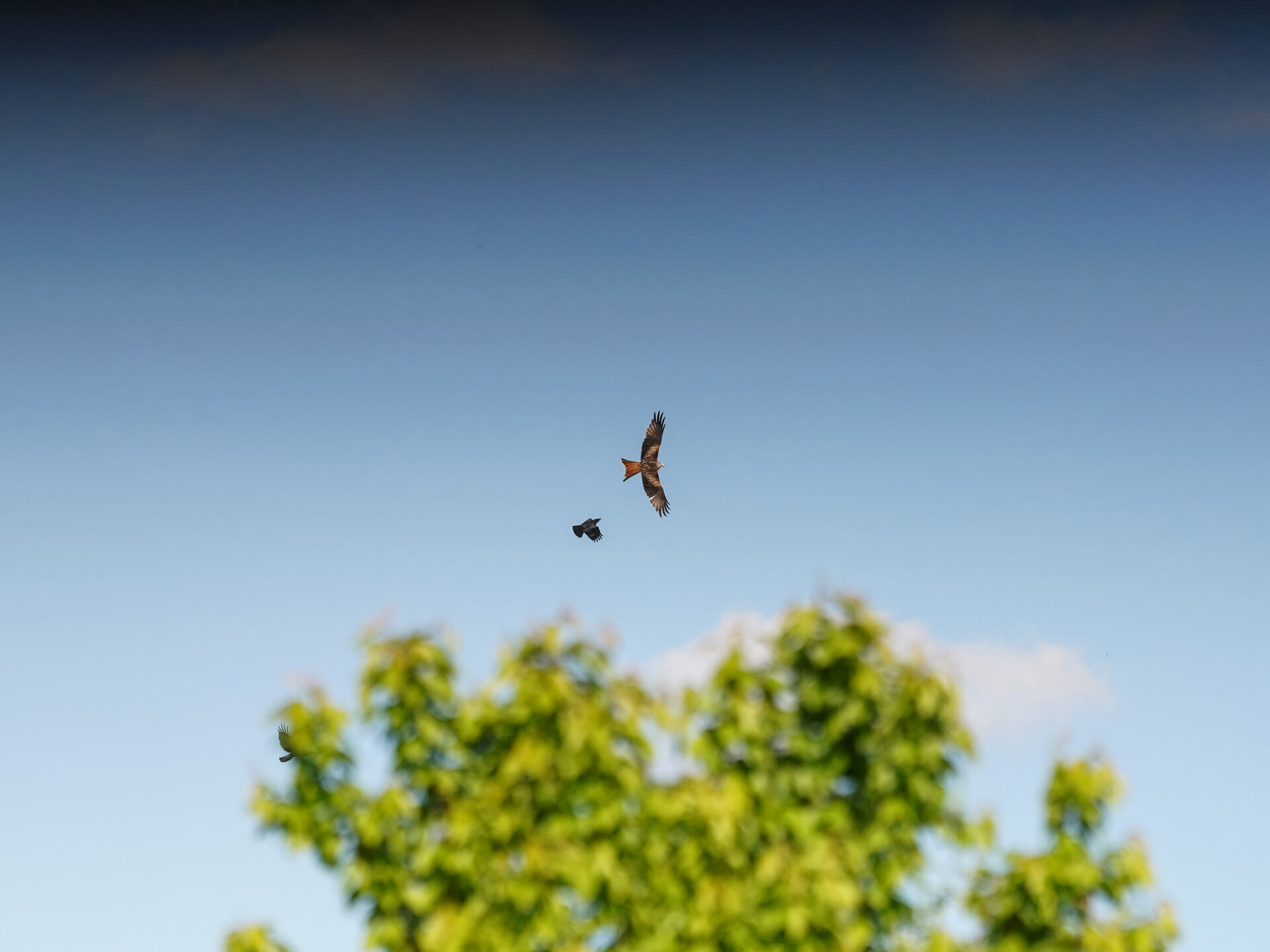 DogFight07.jpg