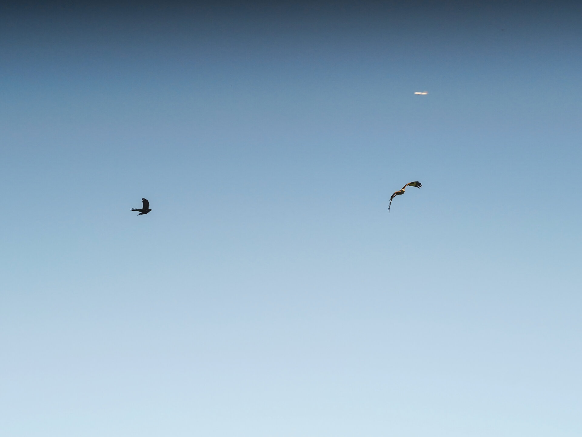 DogFight09.jpg