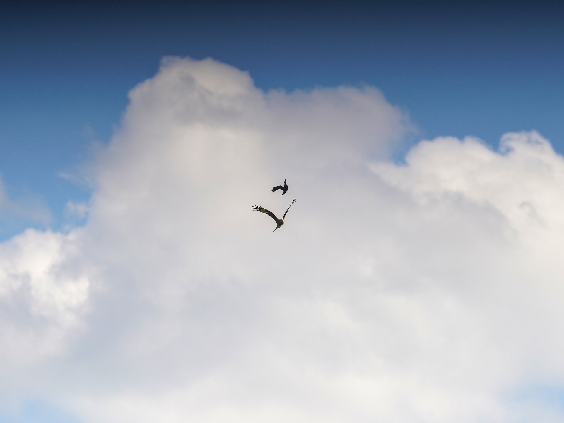 DogFight13.jpg