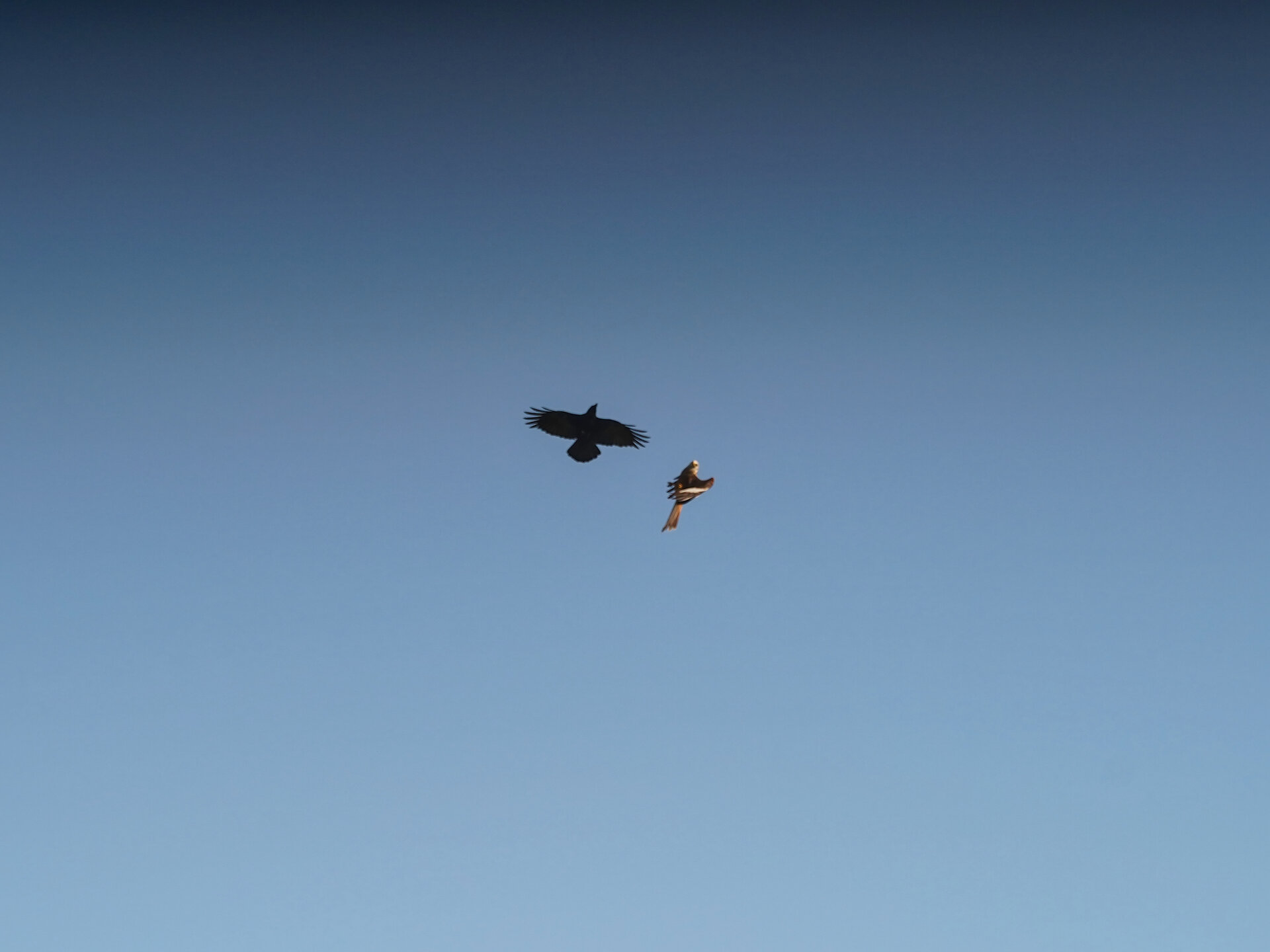 DogFight16.jpg