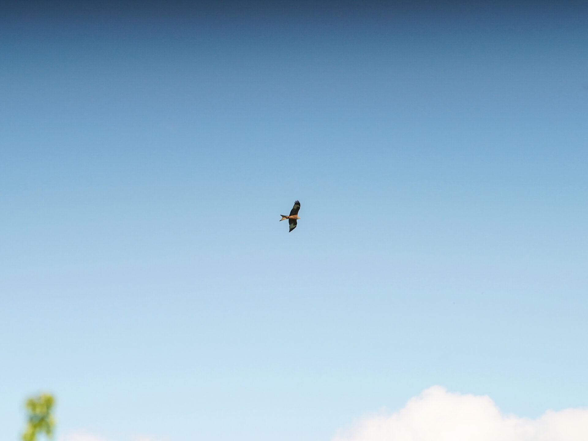 DogFight18.jpg
