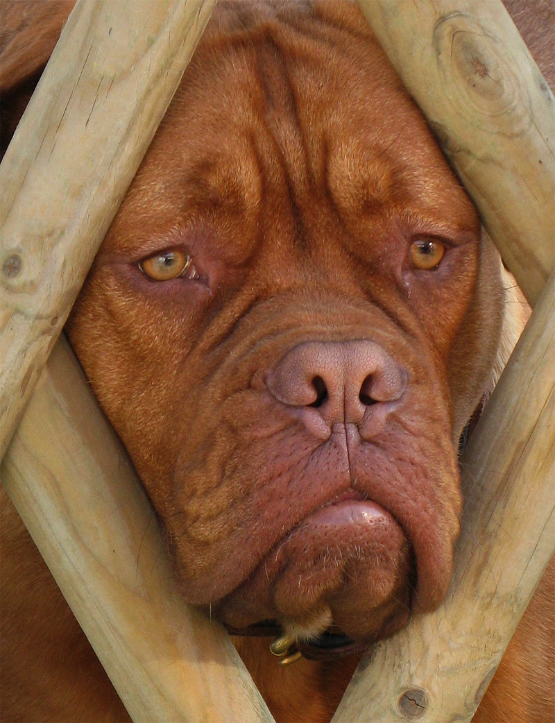 Doggy2.jpg