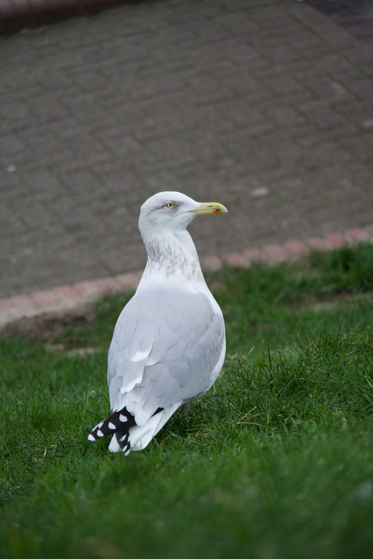 DSC00222.jpeg