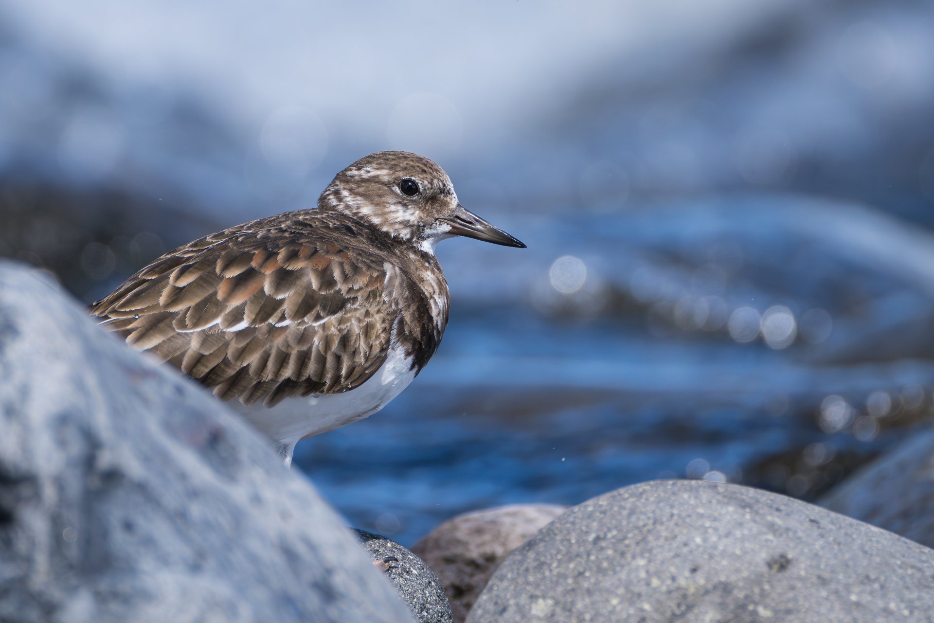 DSC04976-Enhanced-NR.jpg