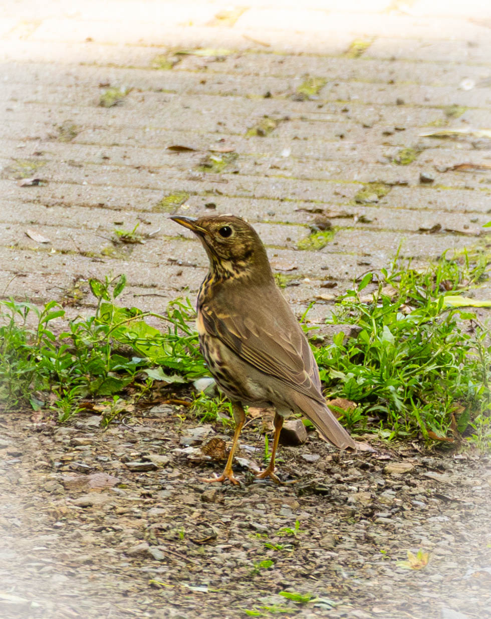 DSC08169-Verbessert-RR.jpg