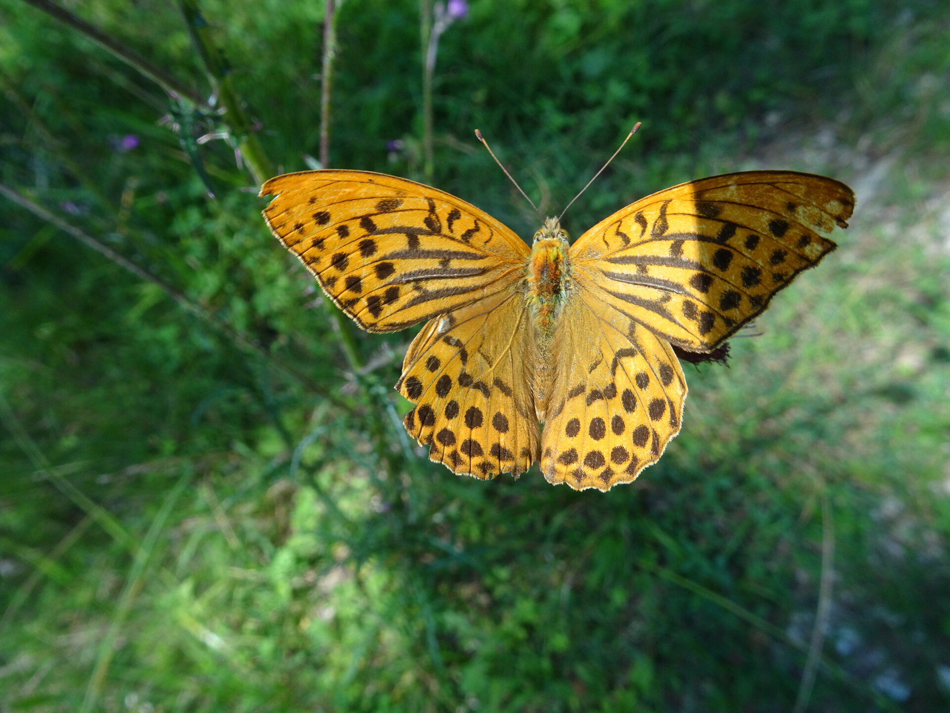 DSC08528.JPG