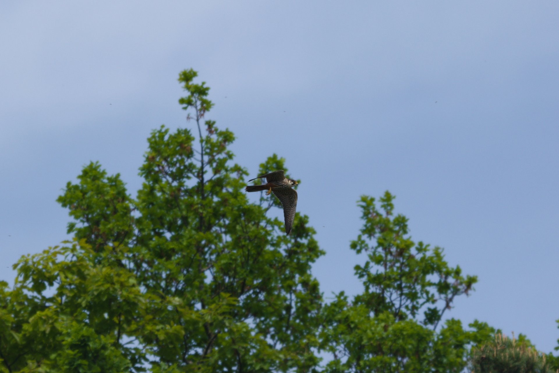 DSC_0079.jpg