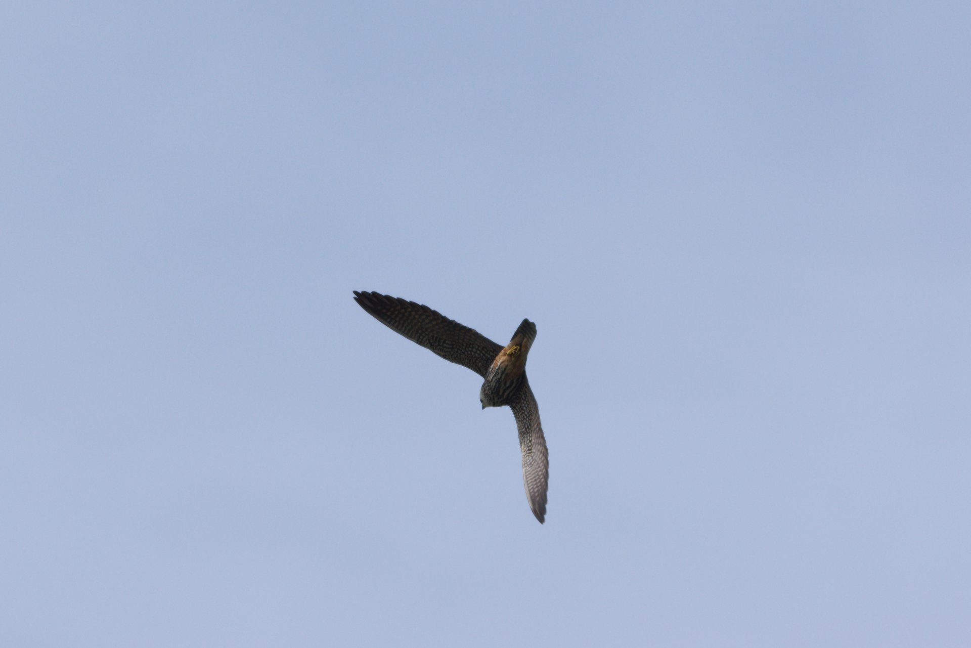 DSC_0110.jpg
