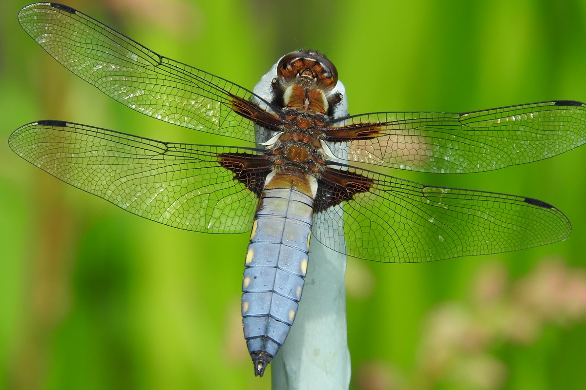 DSCN6523_4.jpg