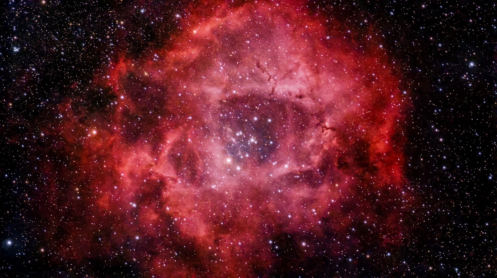 Dwarf Rosette_PI.jpeg