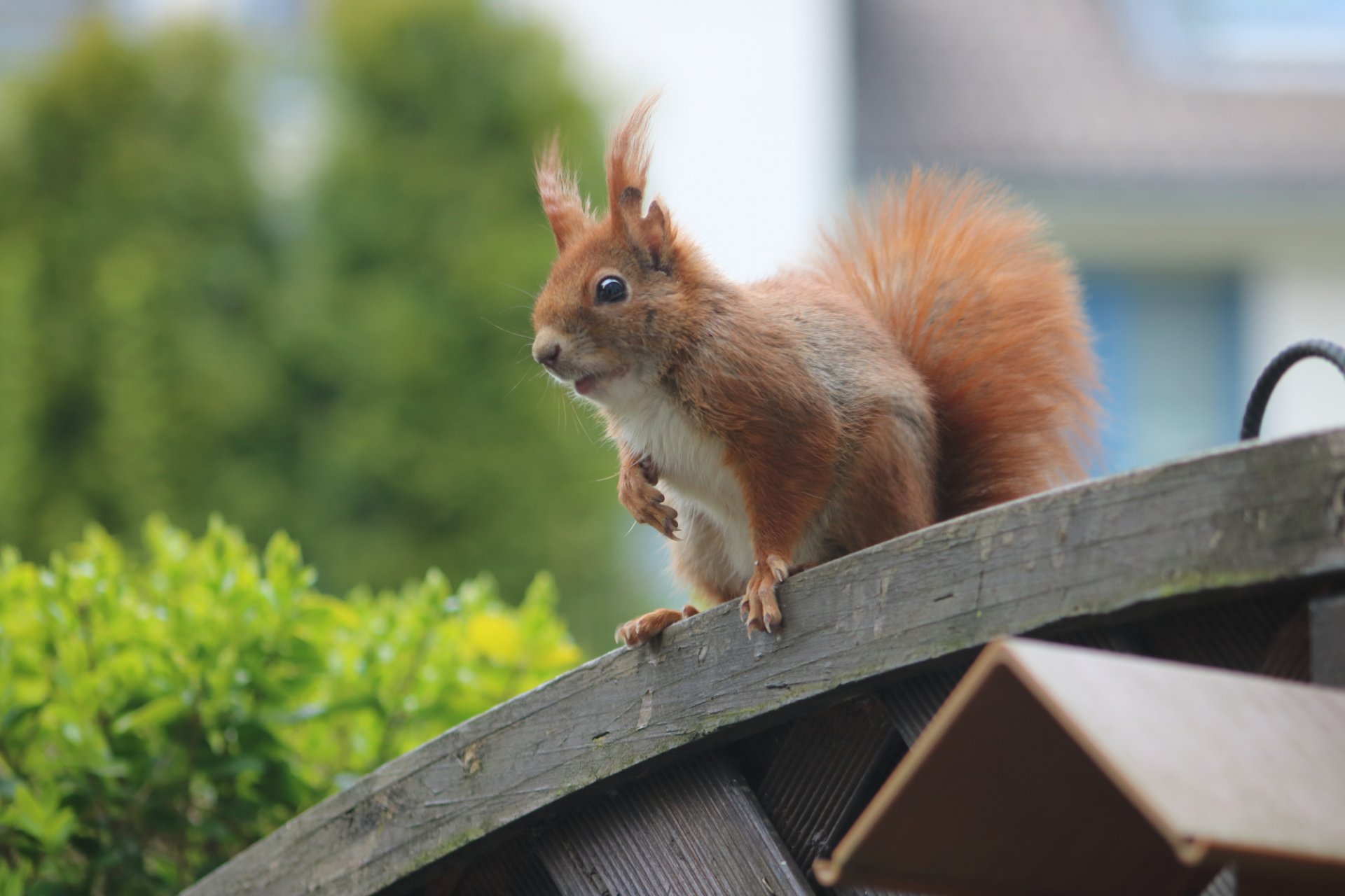 Ecihhörnchen-1.JPG