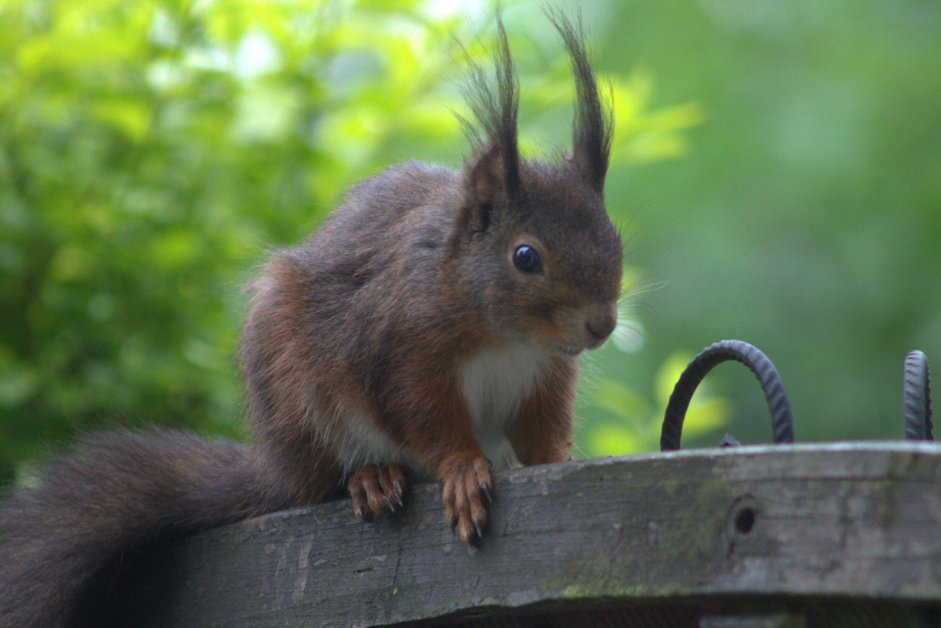Eichhörnchen_small.jpg