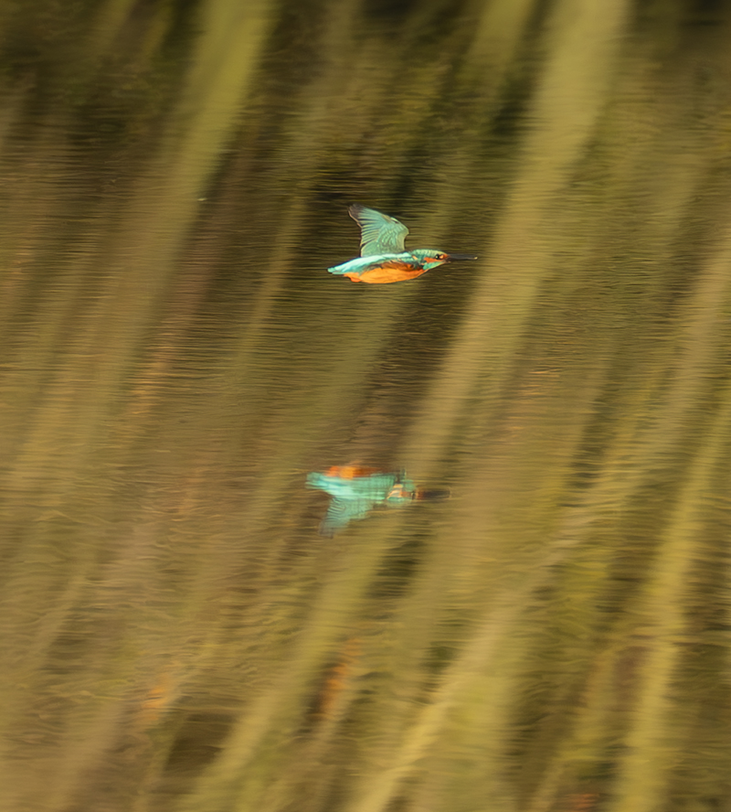 Eisvogel3.jpg