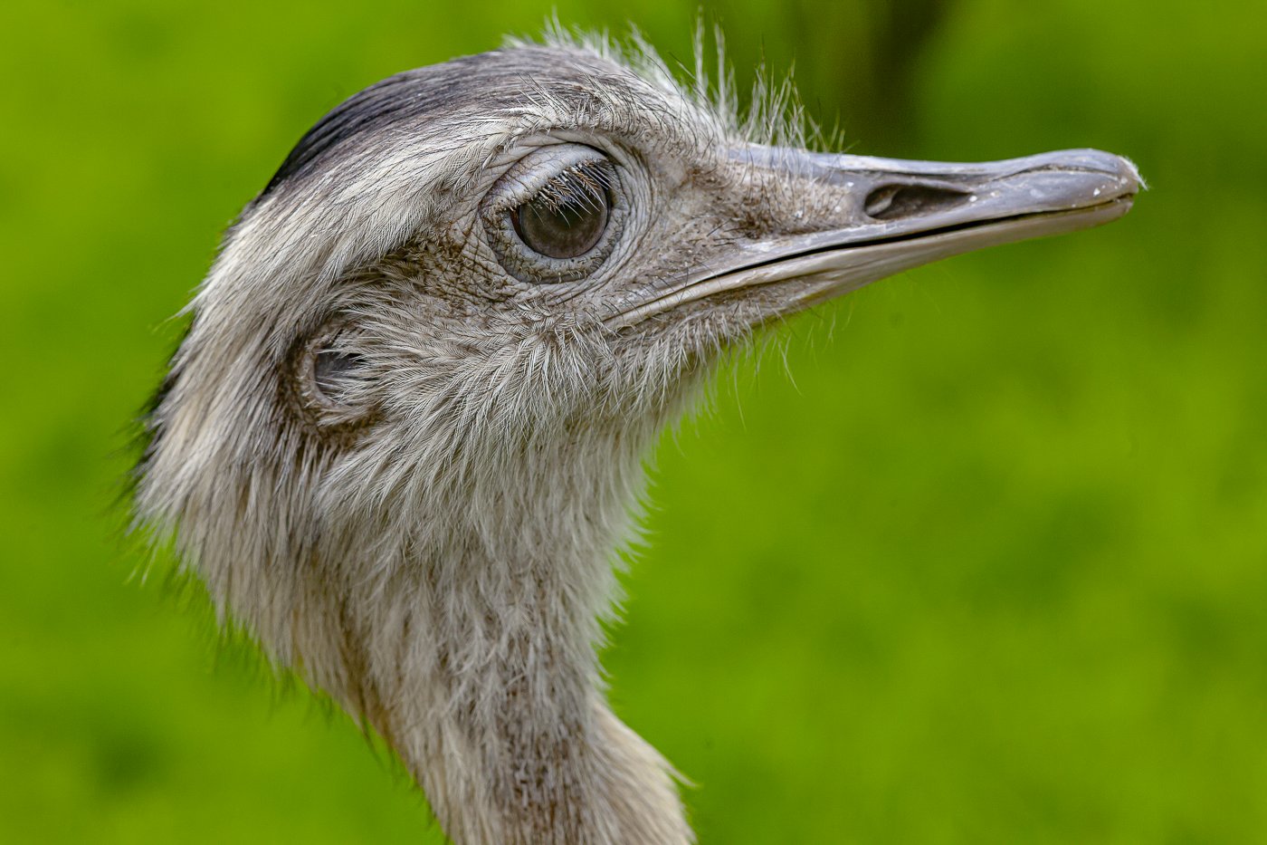 Emu-0374.jpg
