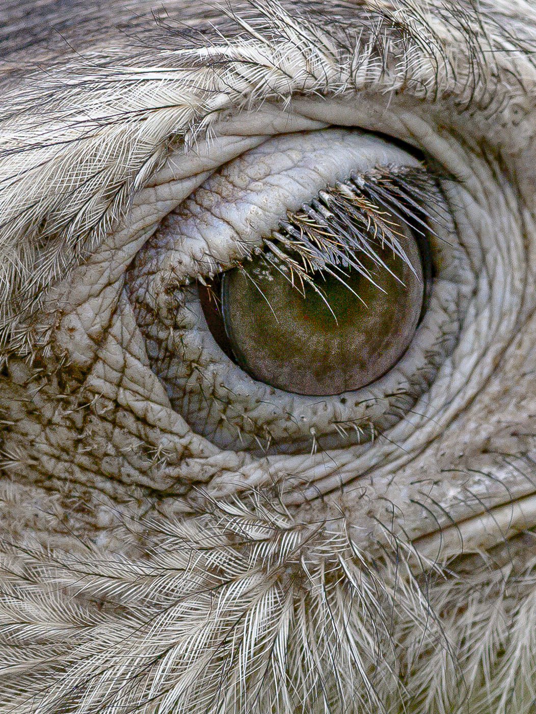 Emu Detail-0374.jpg