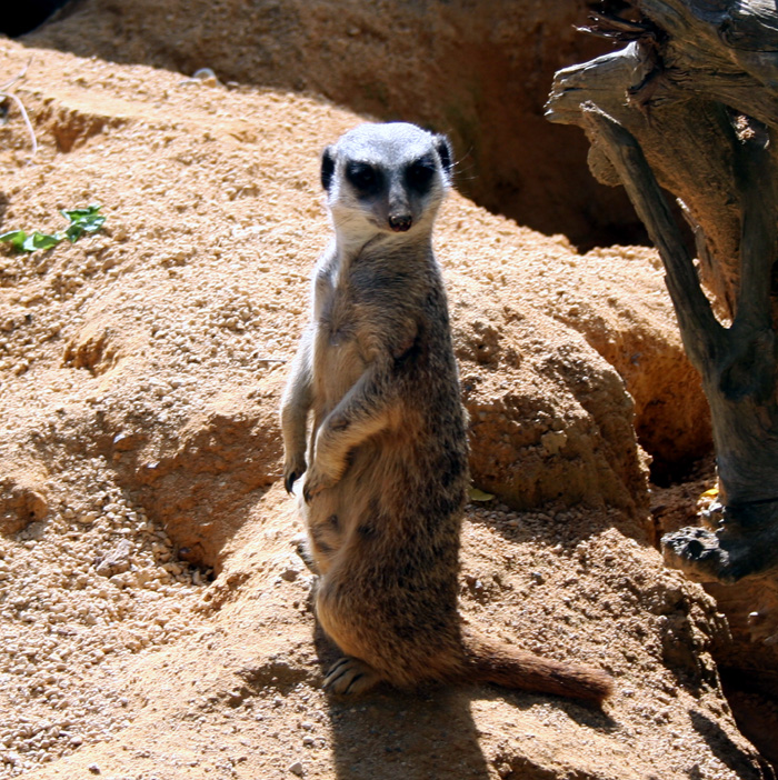 erdmännchen.jpg