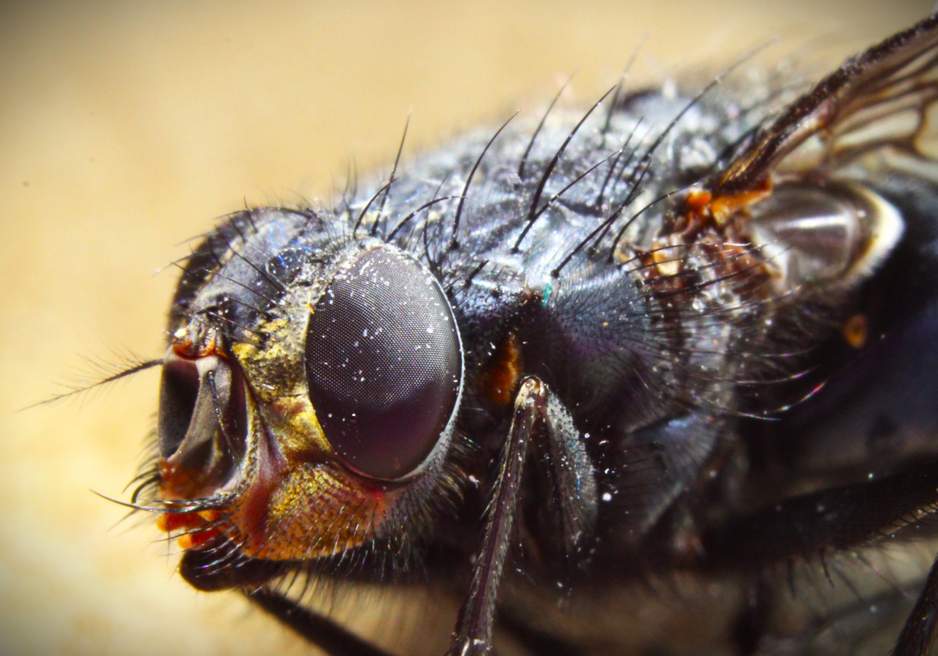 FetteSchmeisfliege (2)crop2.JPG
