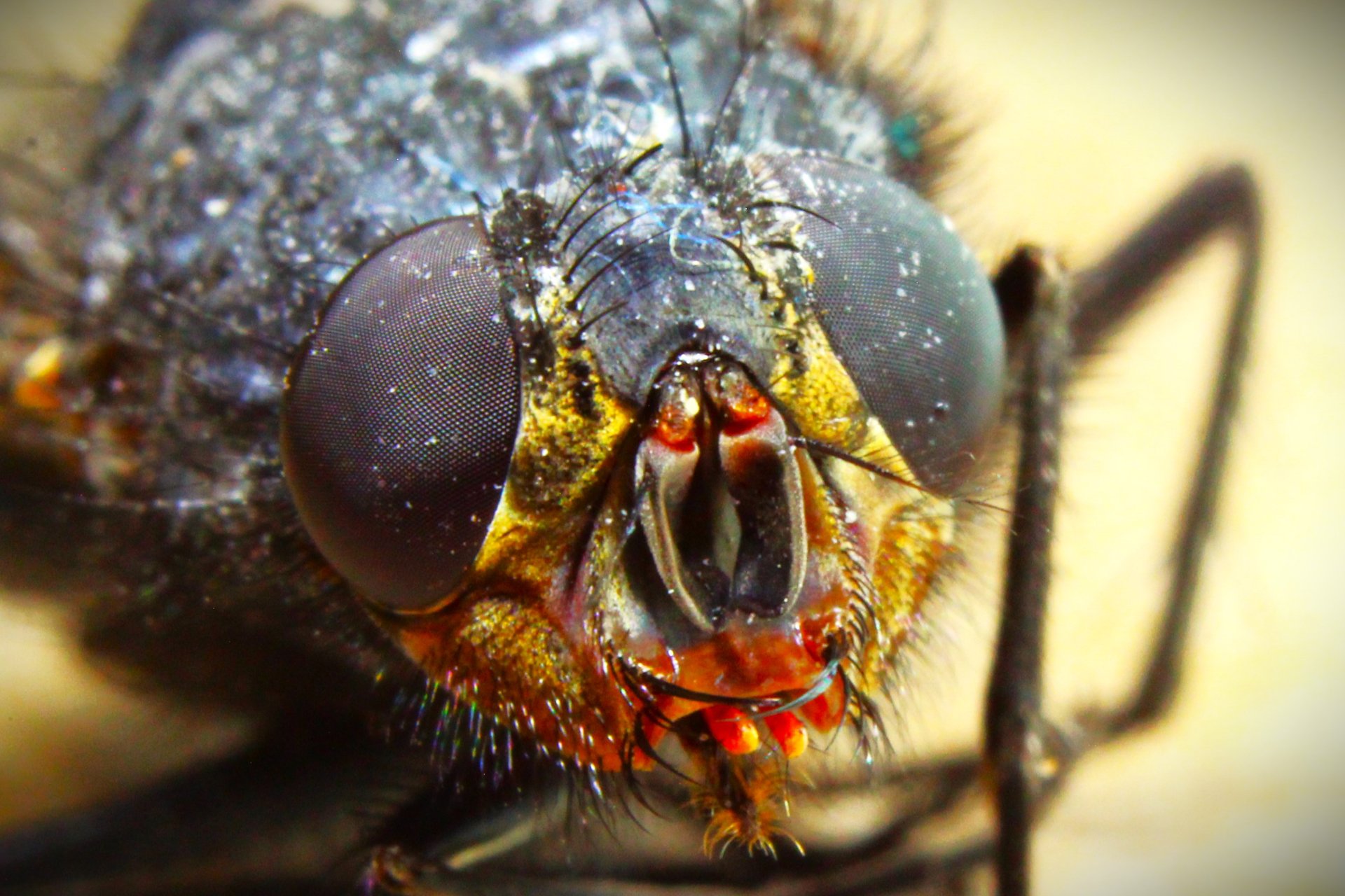 FetteSchmeisfliege (4)crop4.JPG