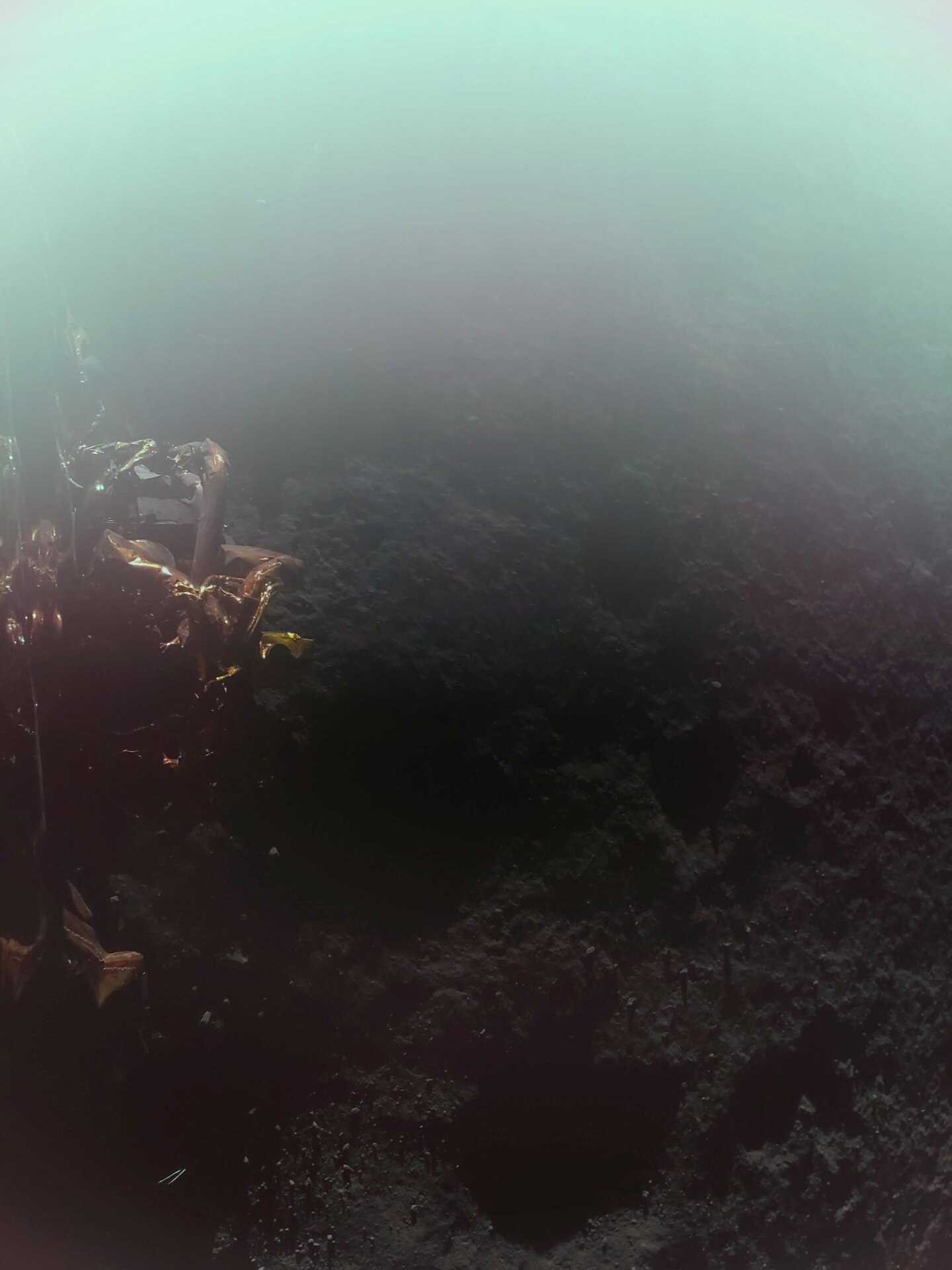 FireFly01-rot.jpg
