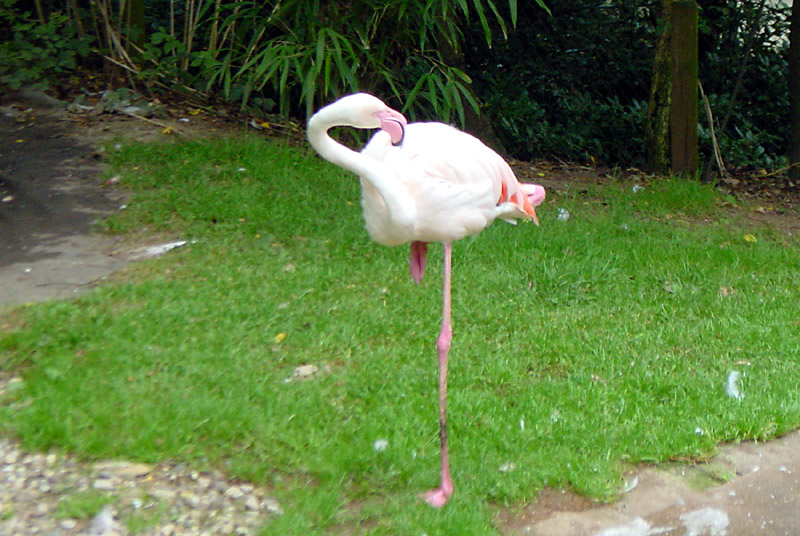 flamingo_yoga.jpg