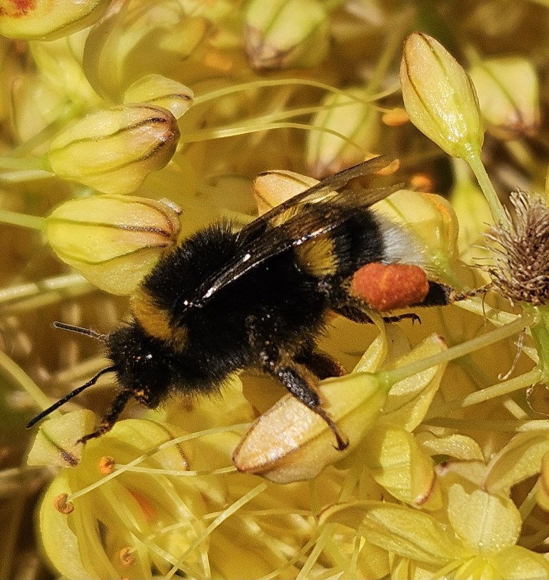 Fleißige Hummel klein.jpg