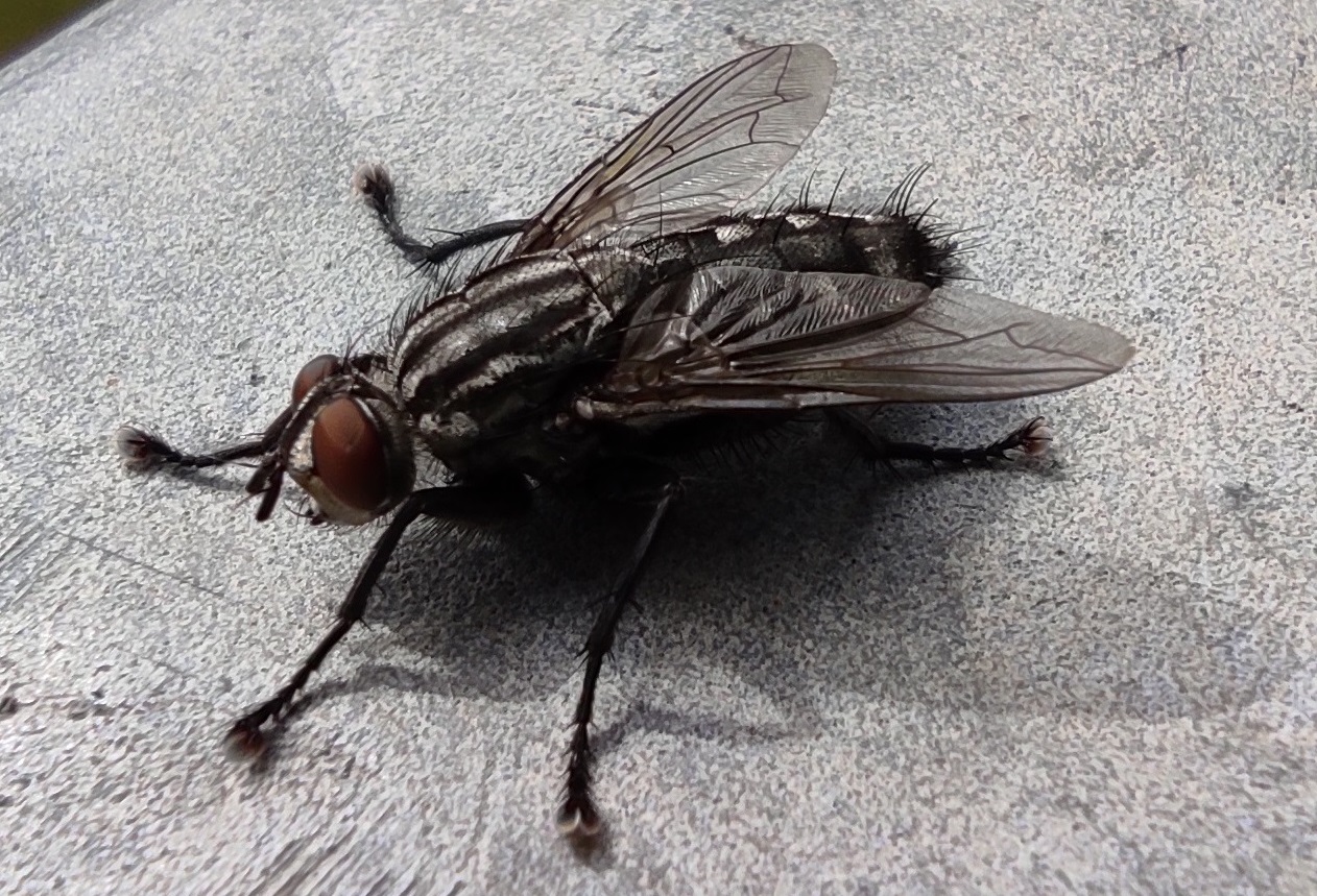 Fliege.jpg