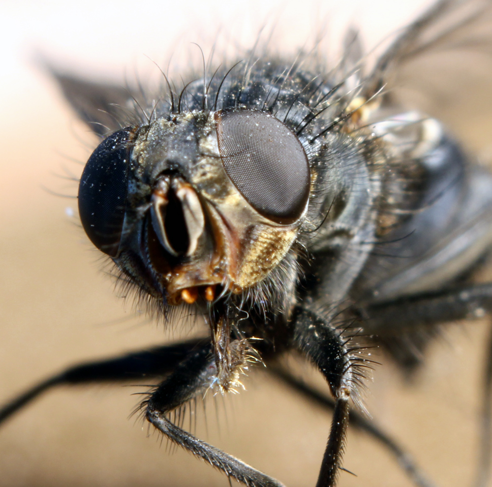 fliege_makro.jpg