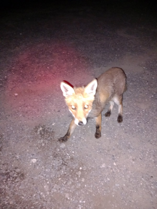 Fox_small_FT_2026_web.jpg