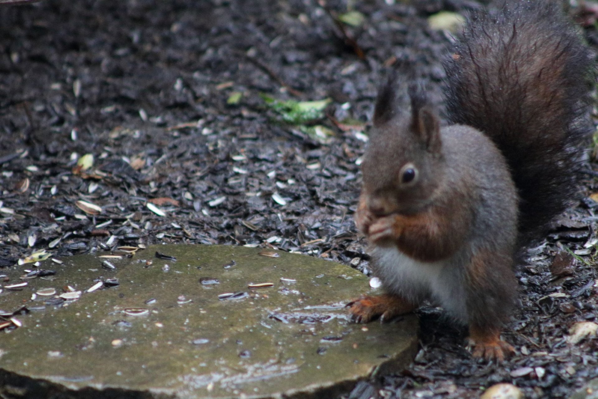 Frühstückshörnchen_klein.JPG