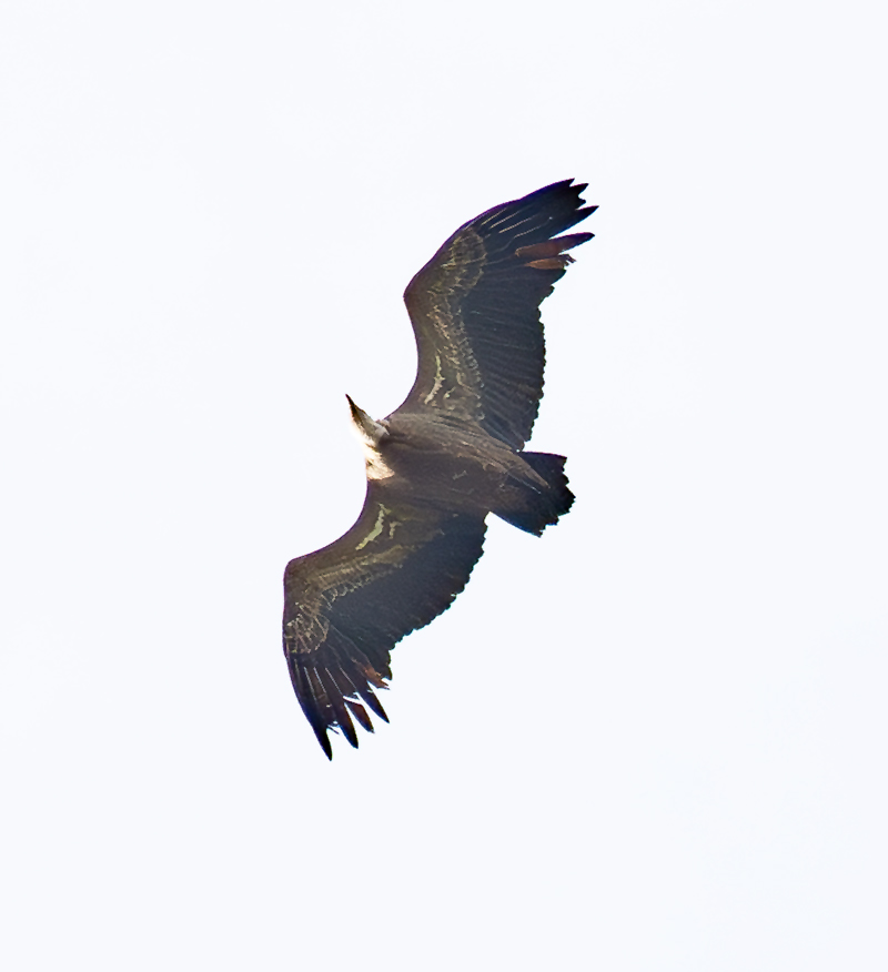 Gänseg03.jpg