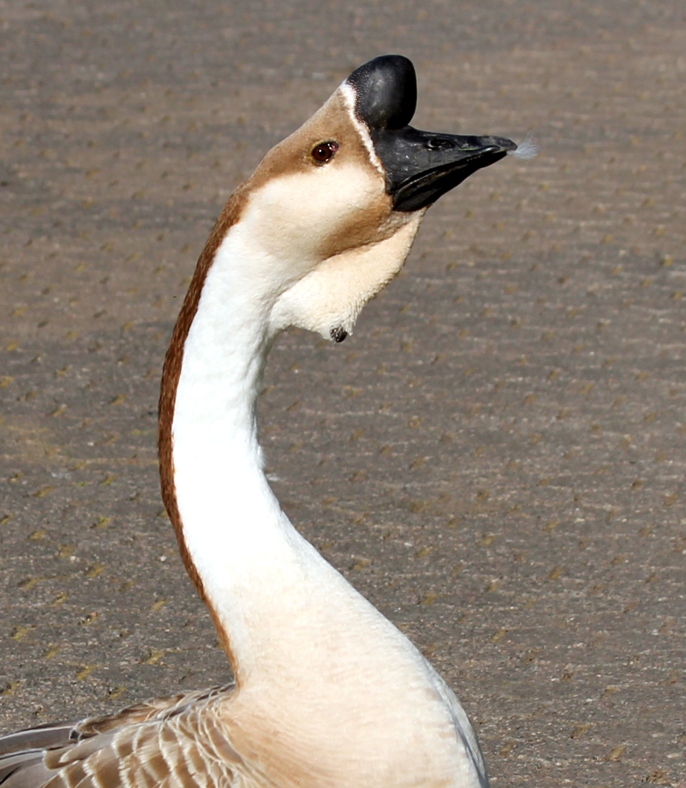 gans.jpg