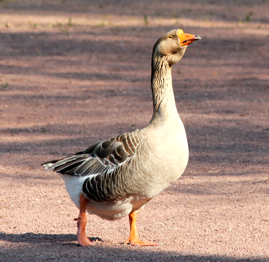 gans_zwei.jpg