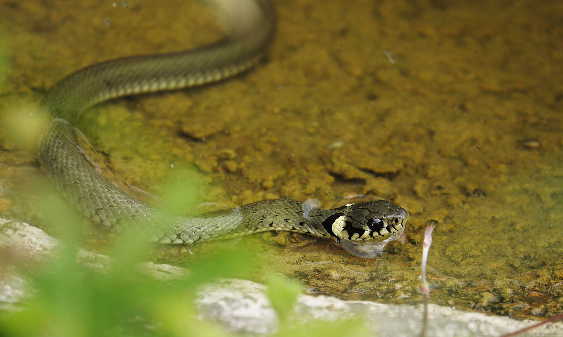 Garten2020617RingelnatterSonyRX10IIIDSC8499A3MPv2p90.jpg