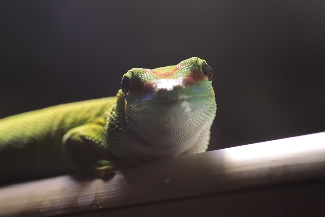 Gecko001.JPG