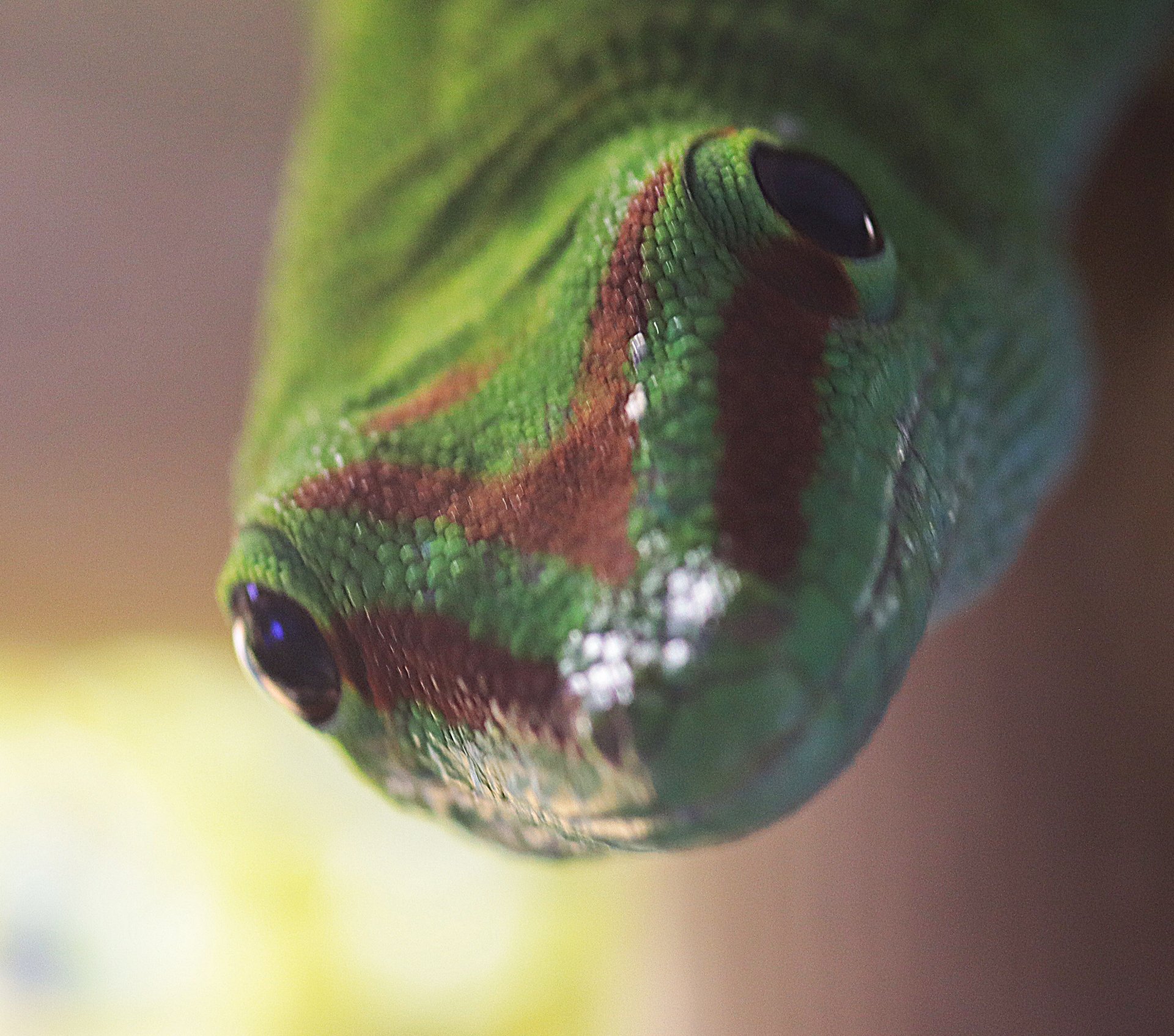 Gecko002.JPG