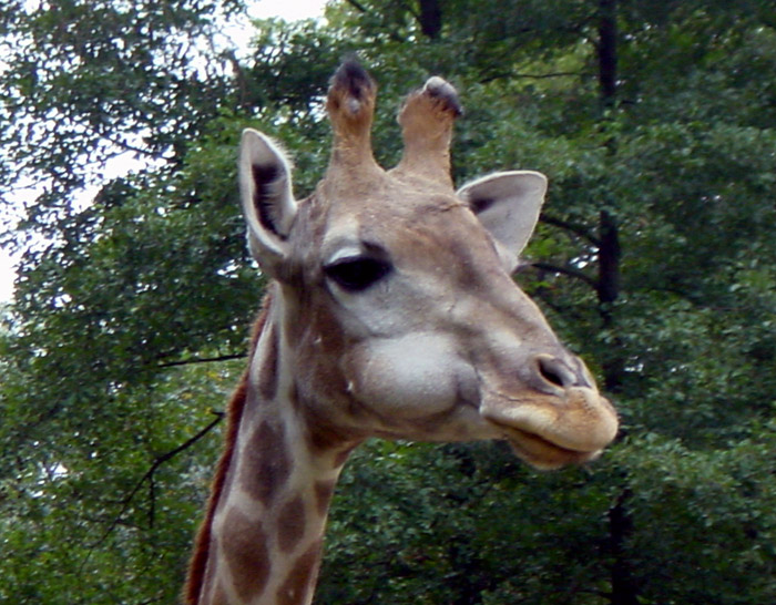 giraffe.jpg