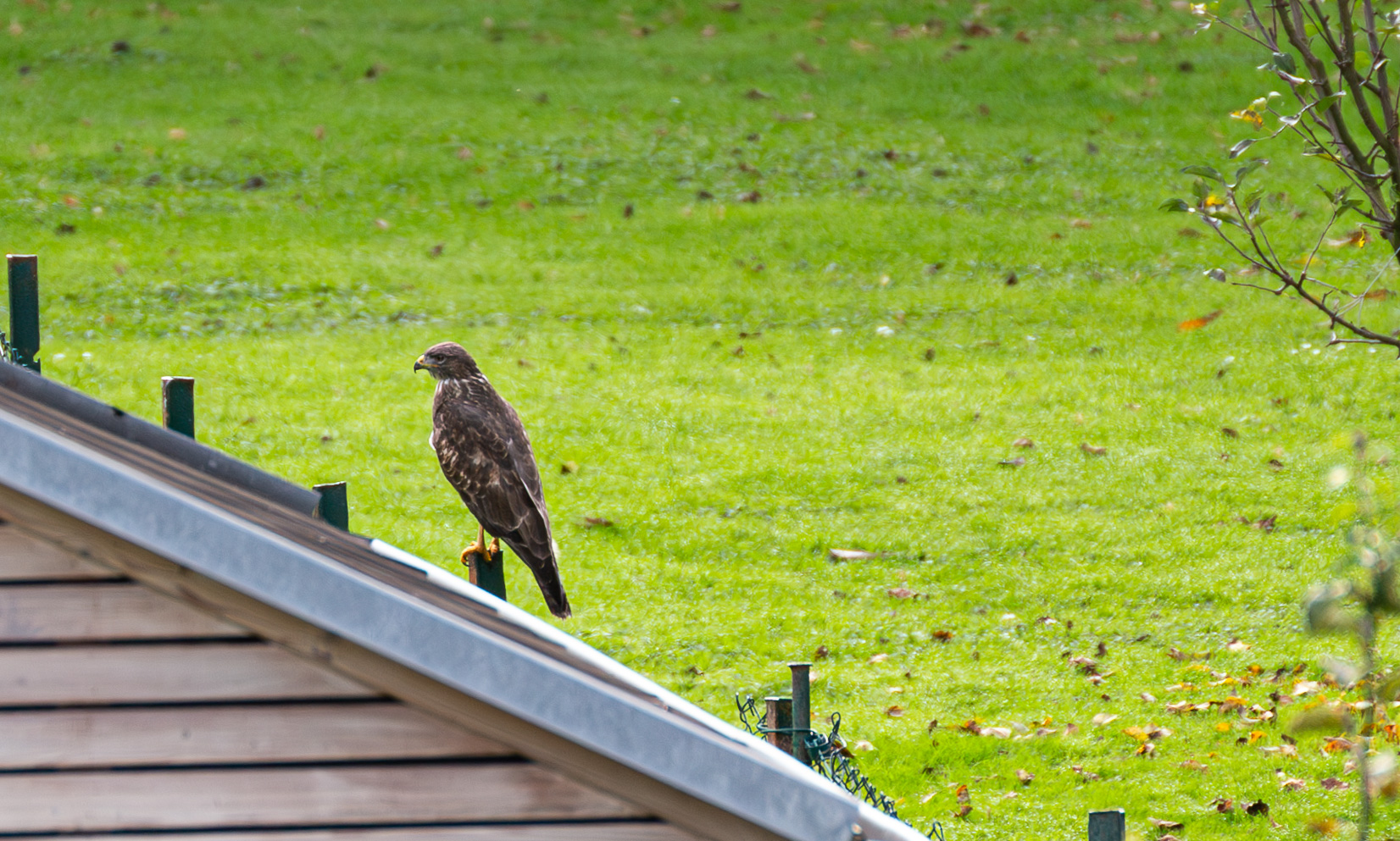 Greifvogel (2 von 2)-3.jpg