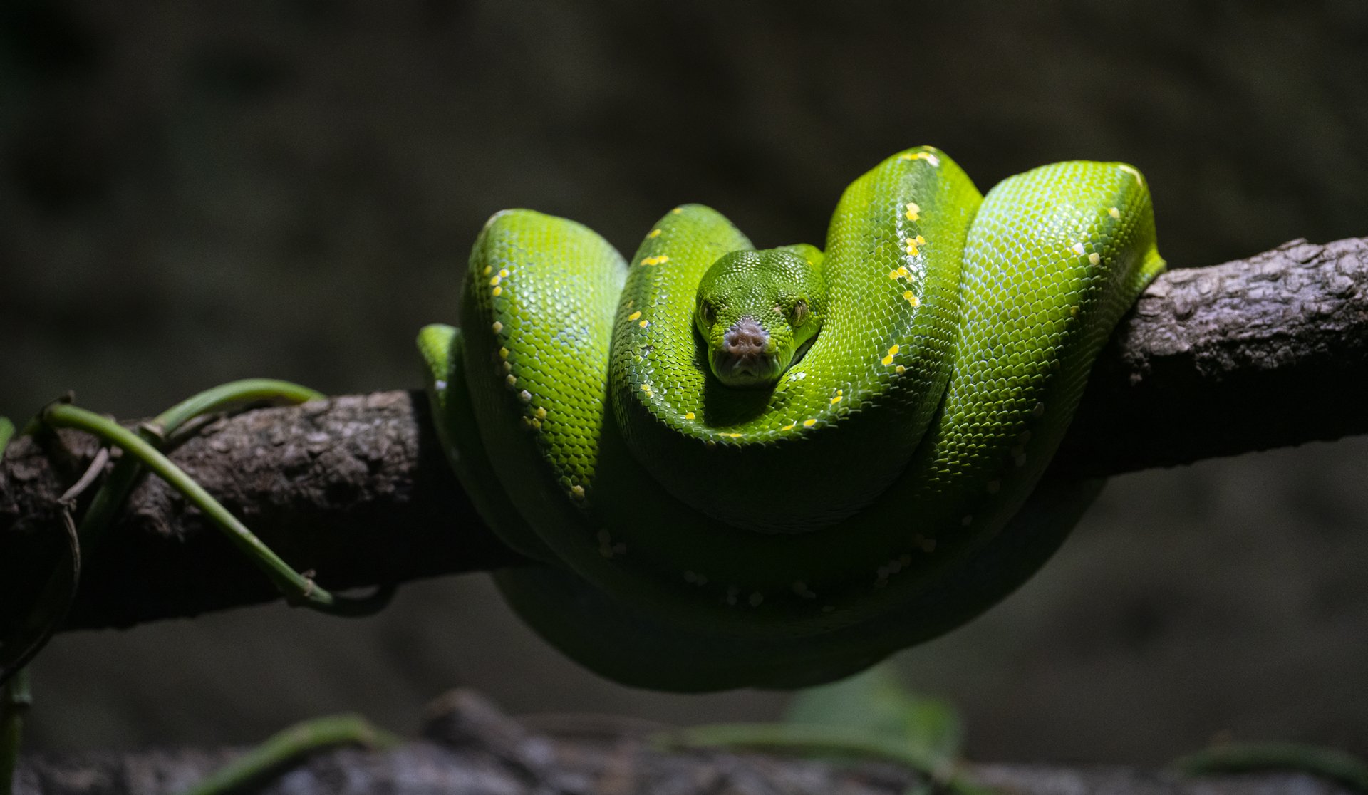 grüner Python.jpg