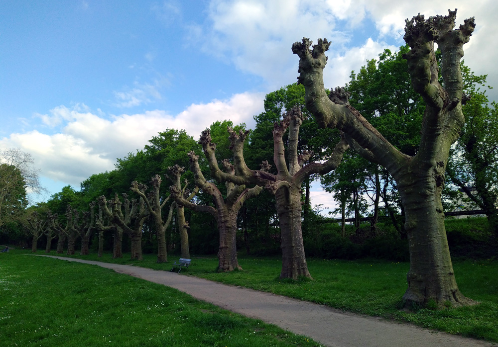 gruselbaeume_230502a.jpg