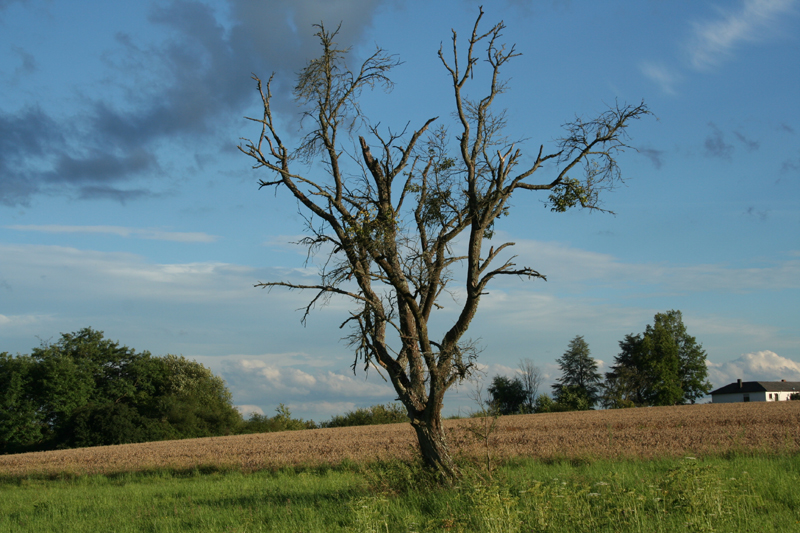 gruselbaum.jpg