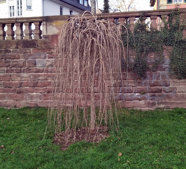 gruselbaum_1.jpg