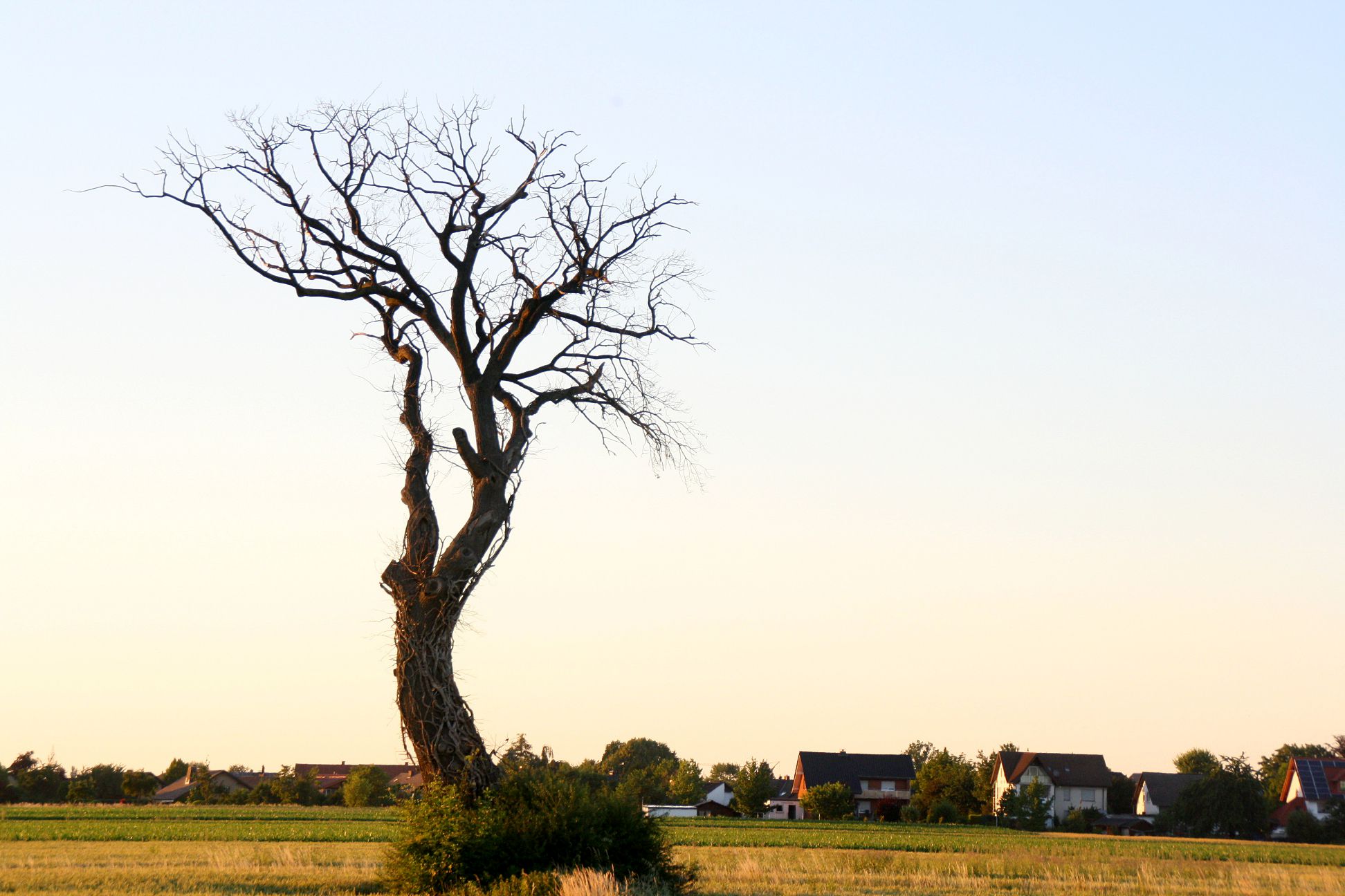 Gruselbaum_5282g1ca.JPG