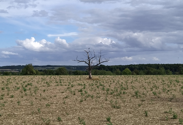 gruselbaum_specht.jpg