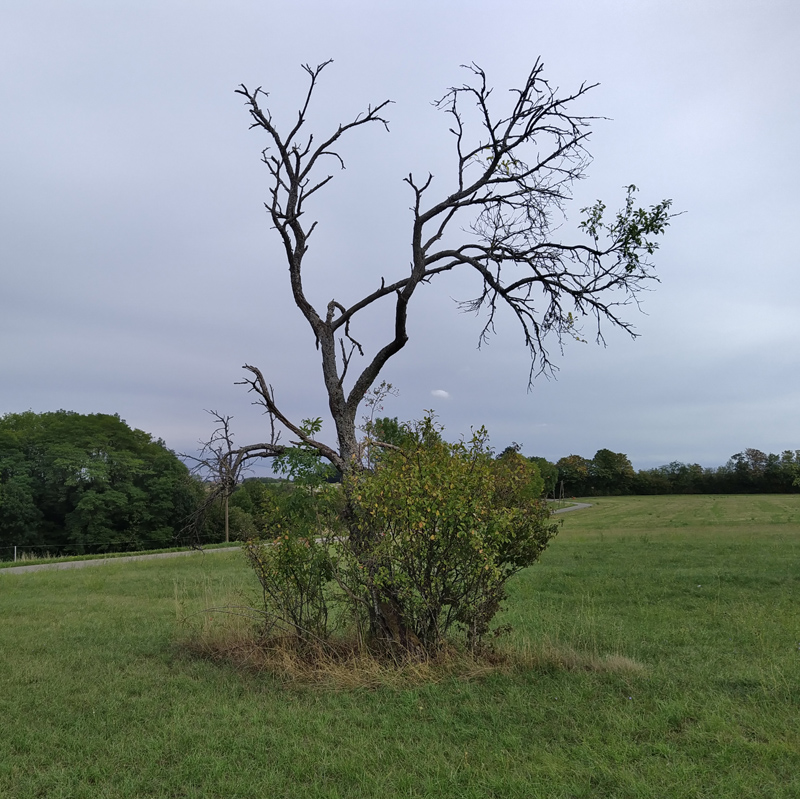 gruselbaum_specht_1.jpg